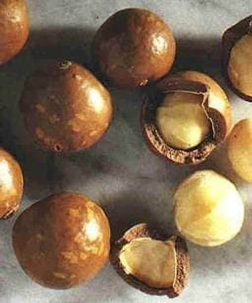 macadamia fındığı