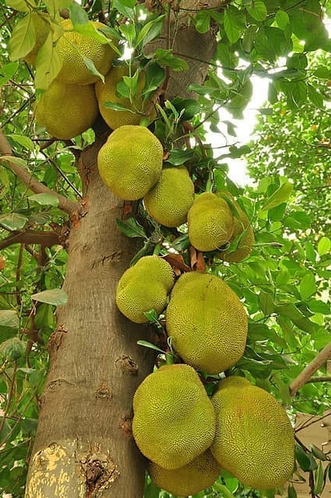 Jackfruit Jackfruit