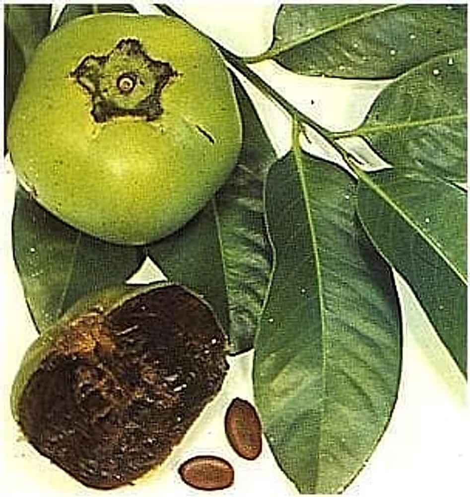 Çukulatalı Puding Meyvesi