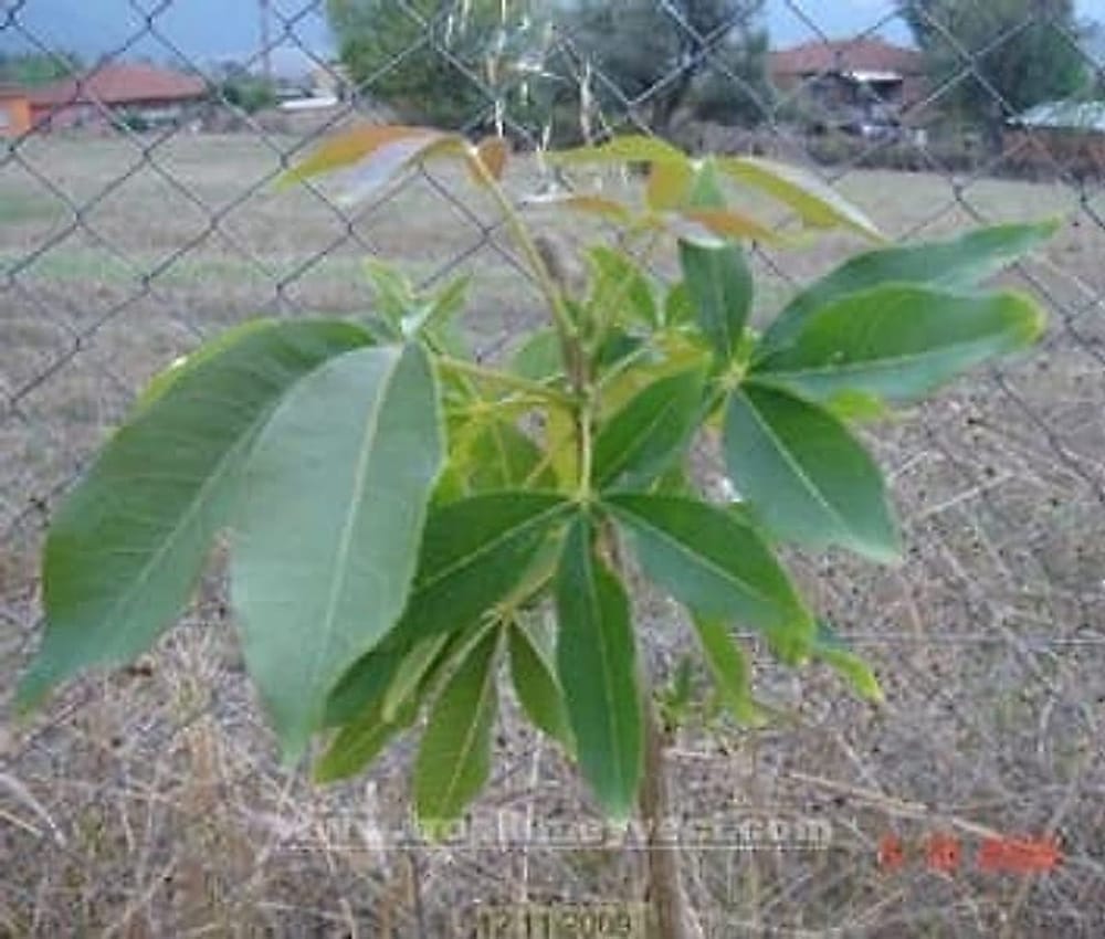 White Sapote Fidanı