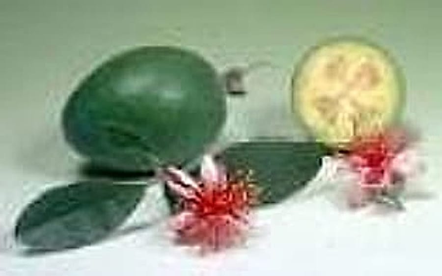 Feijoa Meyve Feijoa Meyve