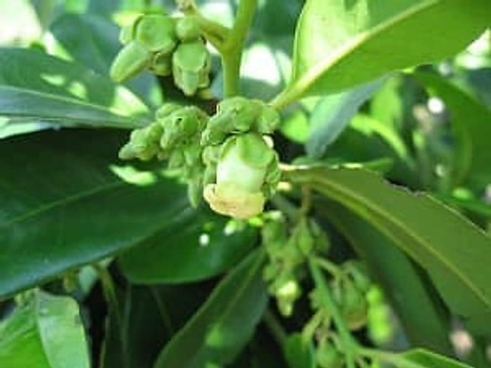 black-sapote-blooms