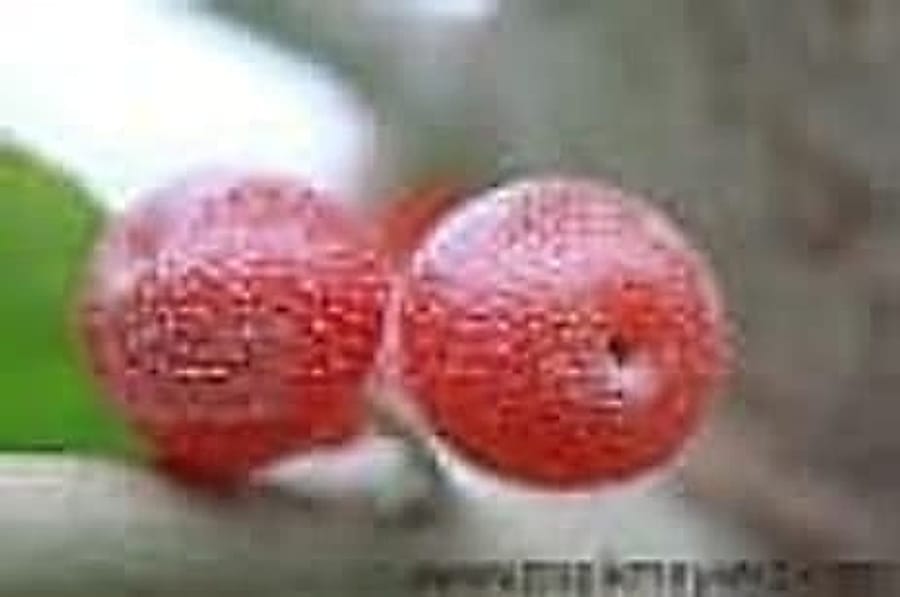 Güz Zeytini