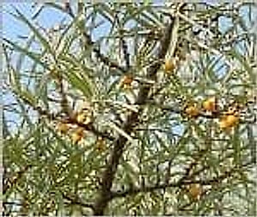 Yabani İgde – Bolum 2