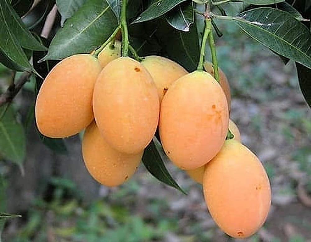 Mango Plum - Erik Mango Mango Plum - Erik Mango