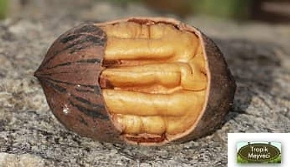 Pikan Cevizi