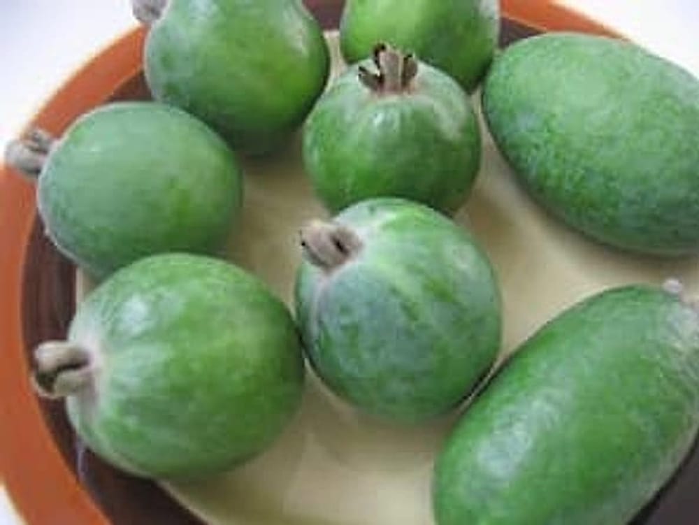 feijoa-k-1