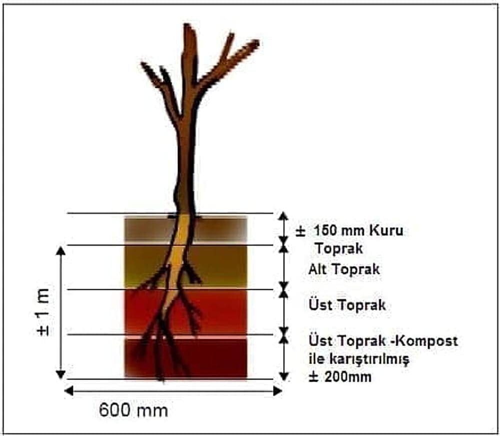 Fidan Dikim
