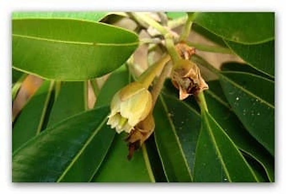 sapodilla_cicegi