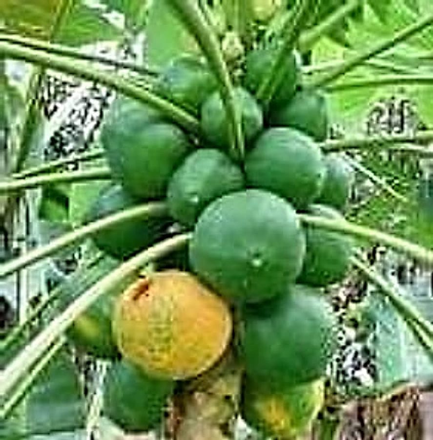 Papaya Ağacı