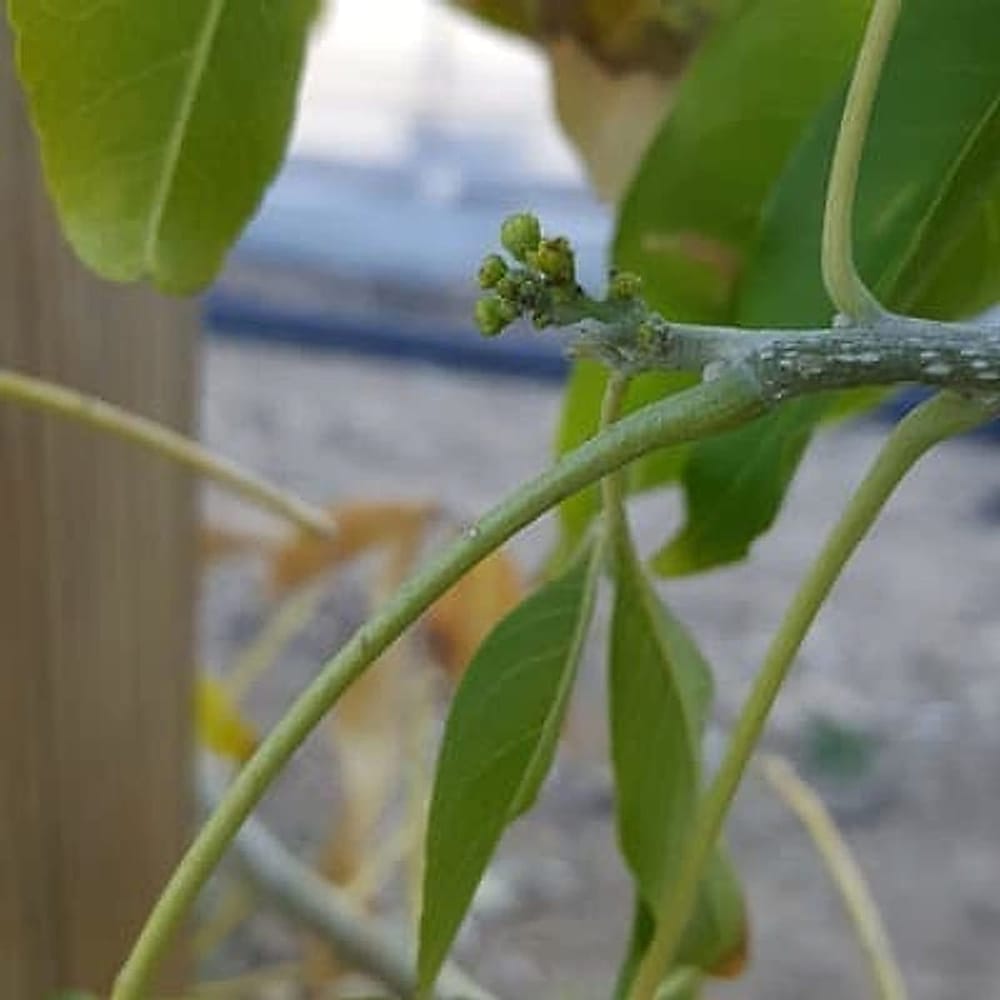 White Sapote ‘ ler çiçek açmaya başladı