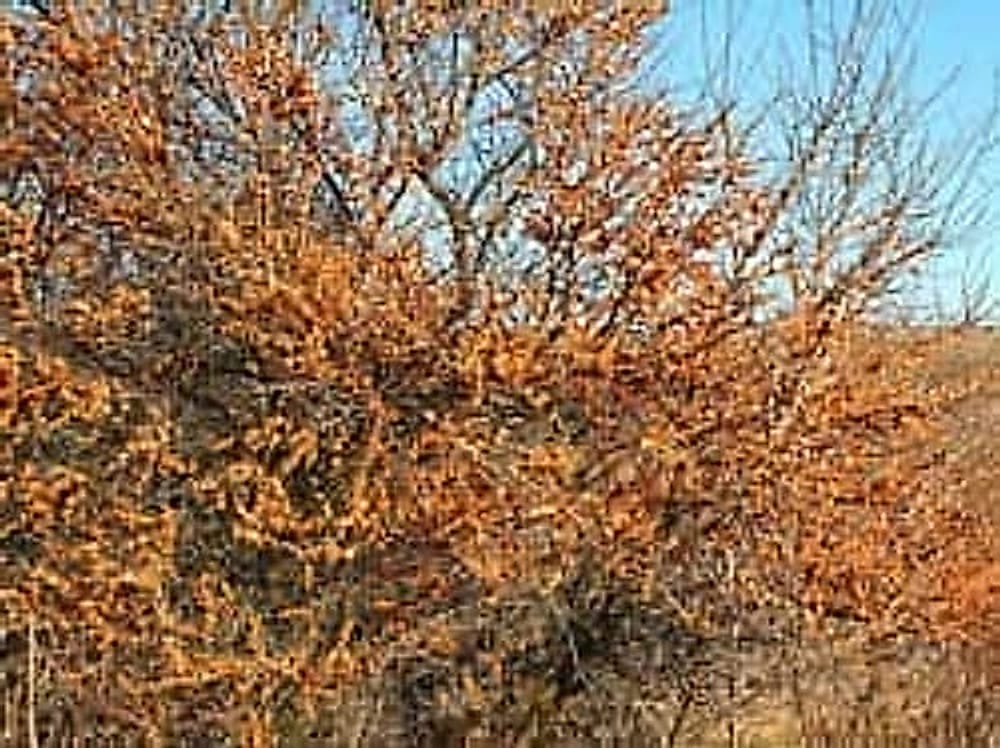 Yabani İğde Meyveler