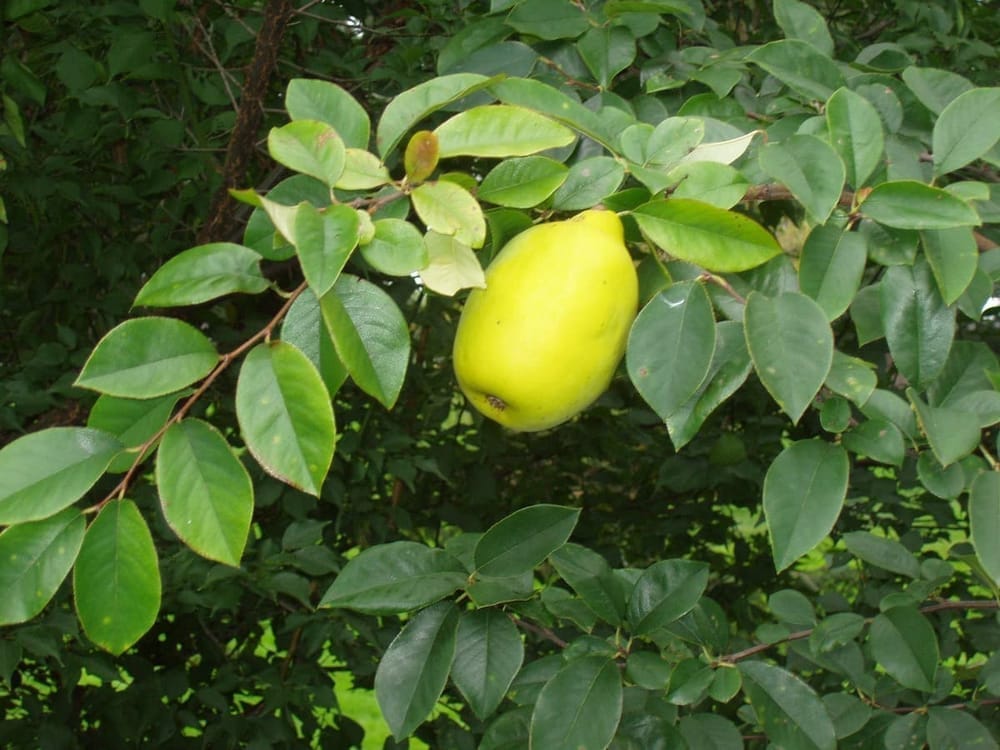 Mogwa – Çin Ayvası
