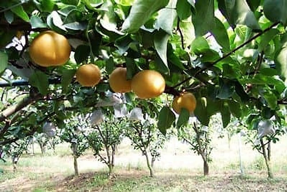 Naşi Tel Sistemi 2