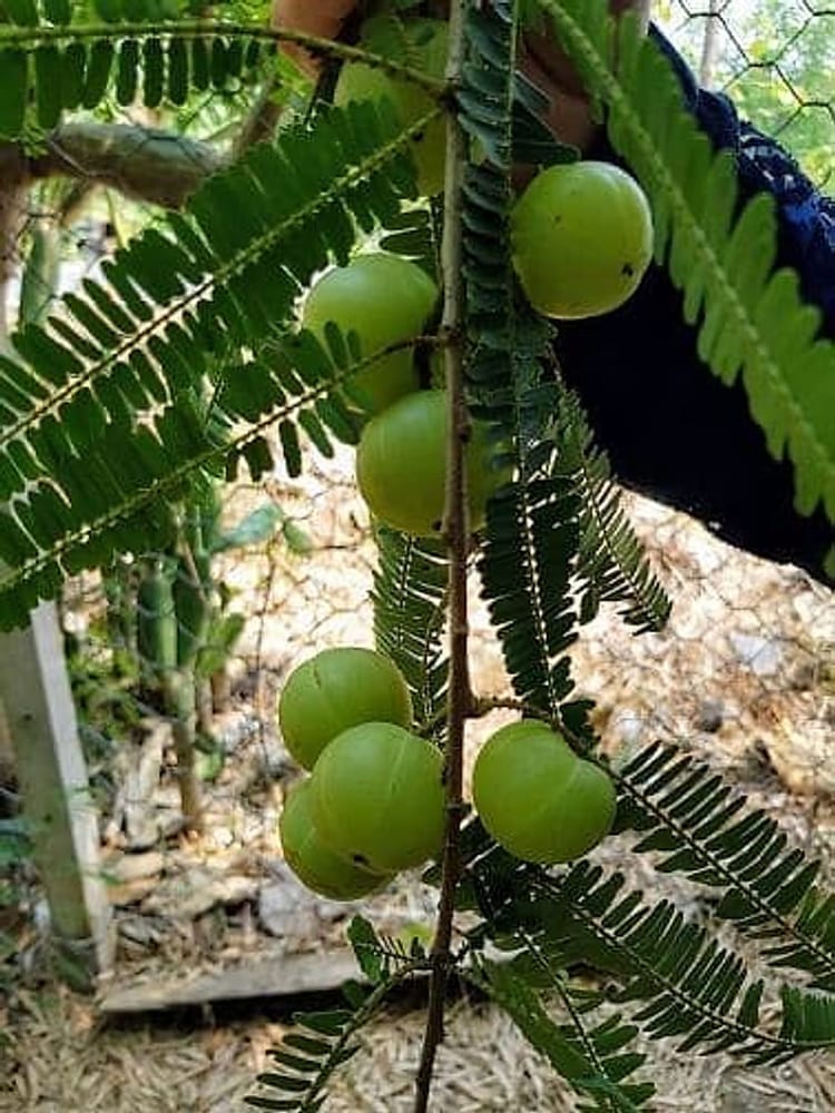 Amla meyvesi