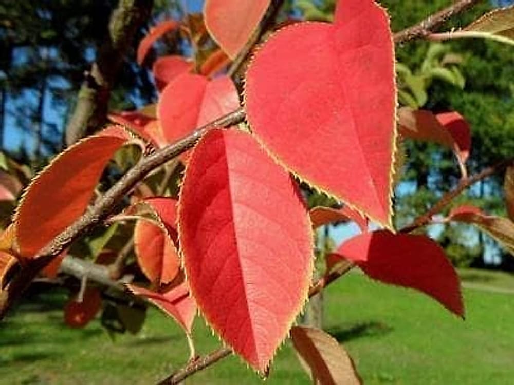 Çin Ayvası Çin Ayvası