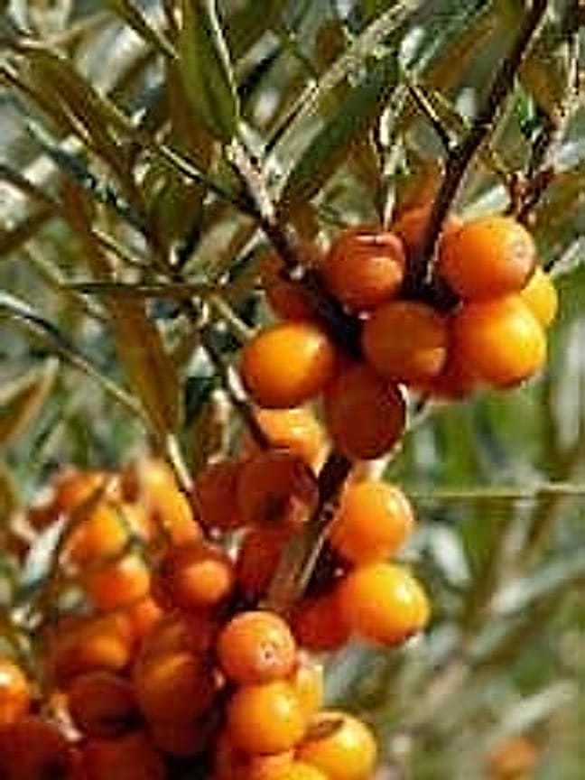 Yabani İğde Meyveler