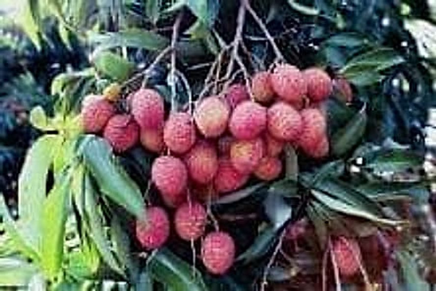 mauritius-fruit