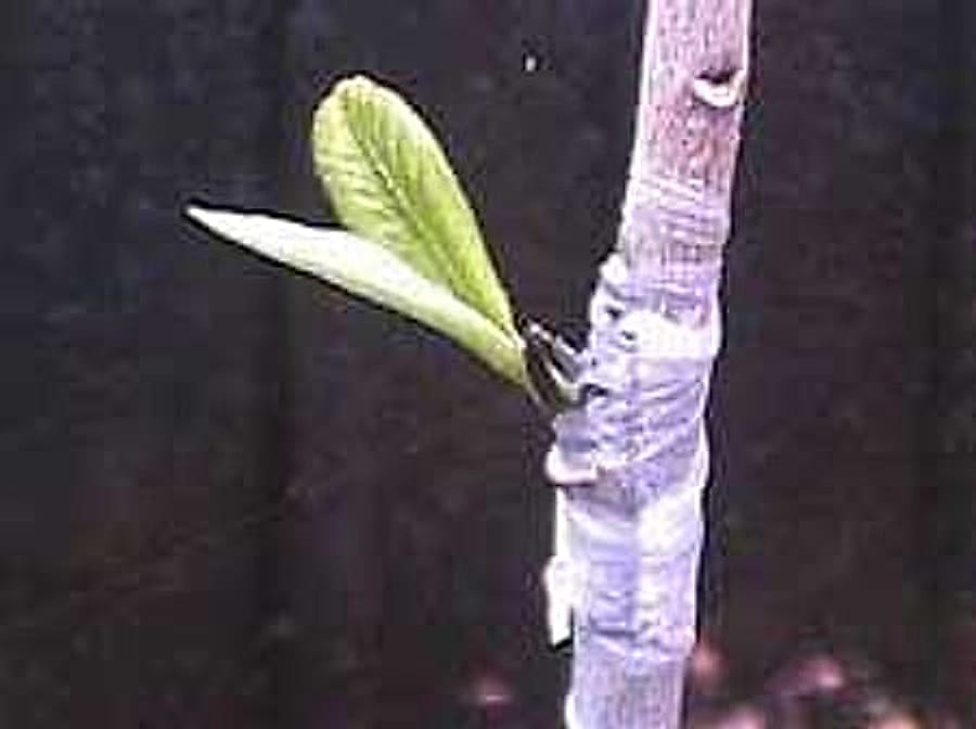XKSU-pp-budding