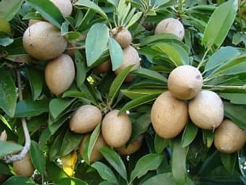 sapodilla_meyve-qpr