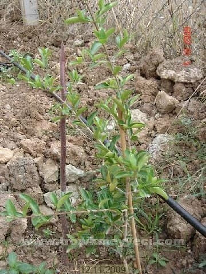 Barbados, Acerola Kirazı Fidanı