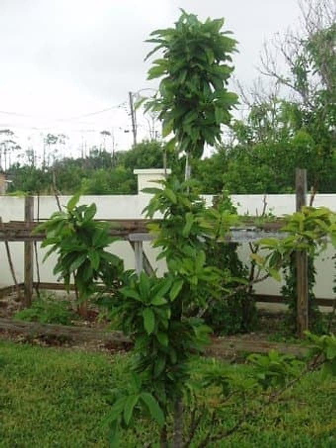 sapodilla_fidani-qpr
