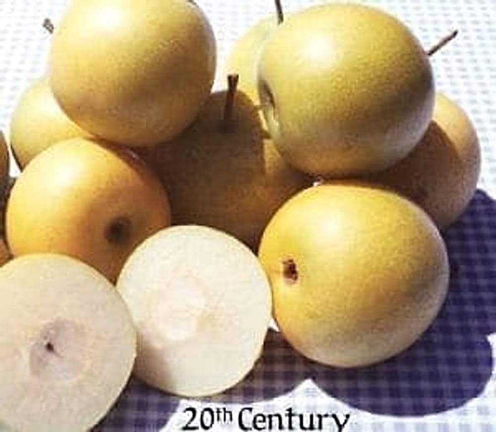 20th Century