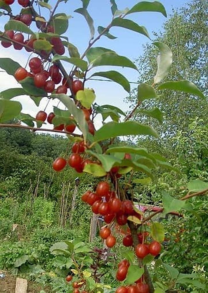Goumi – Elaeagnus multiflora