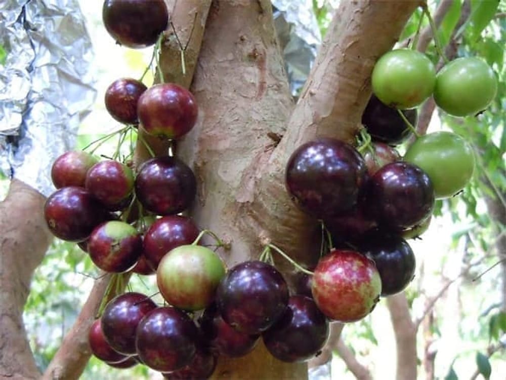 Jaboticaba