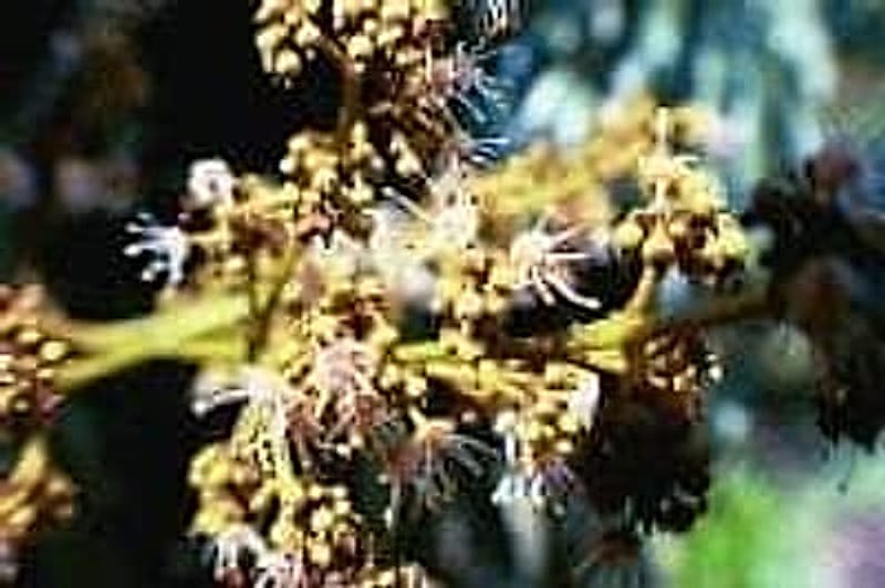 bloom