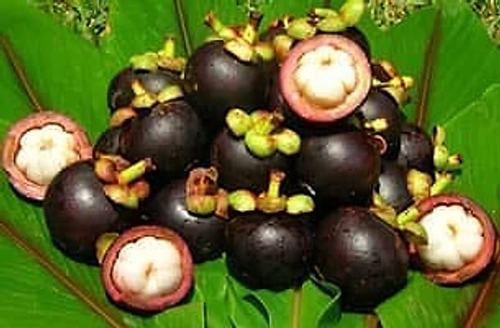 Mangosteen