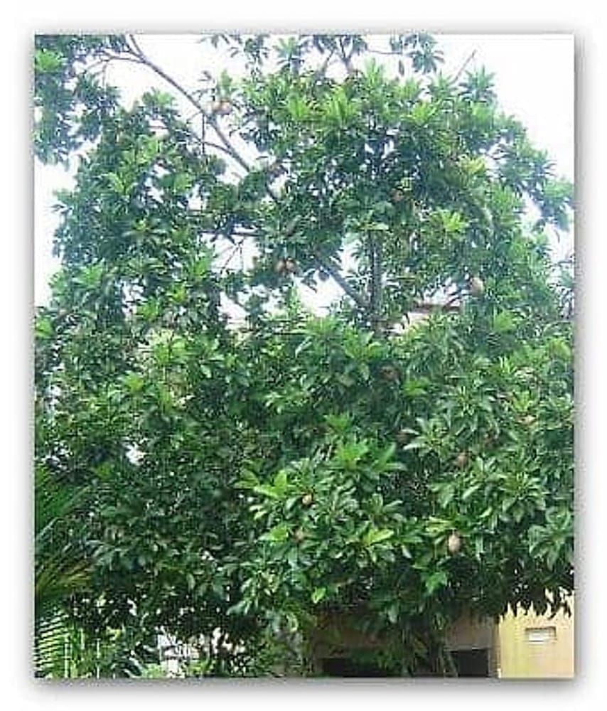 sapodilla_agaci-qpr