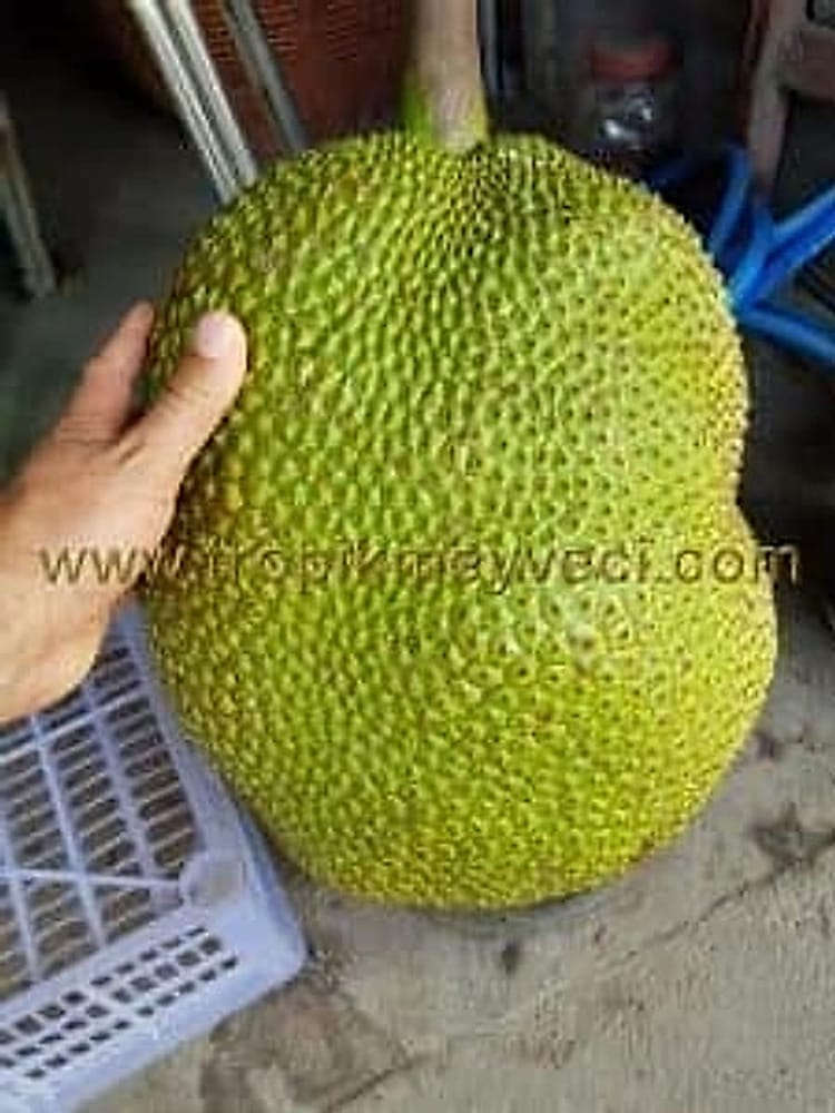 JackFruit