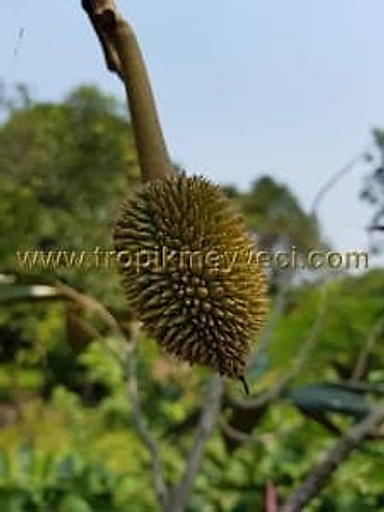 Durian