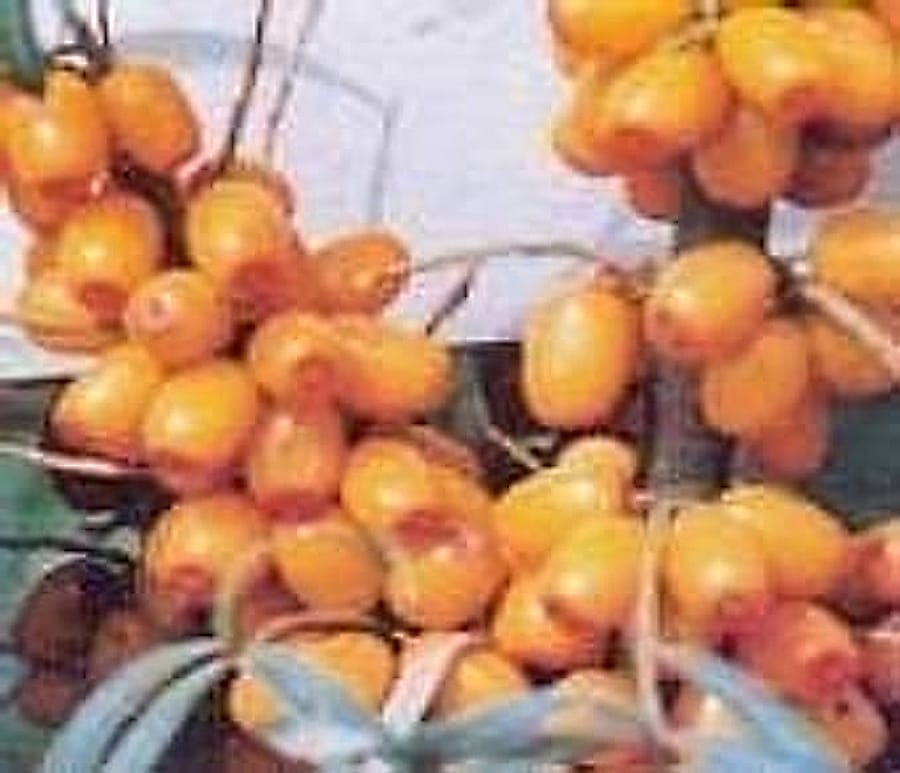 Yabani İğde -Meyveler