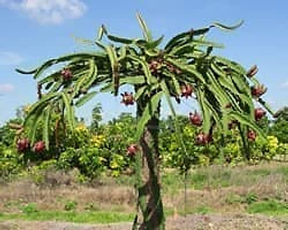 pitaya_tree