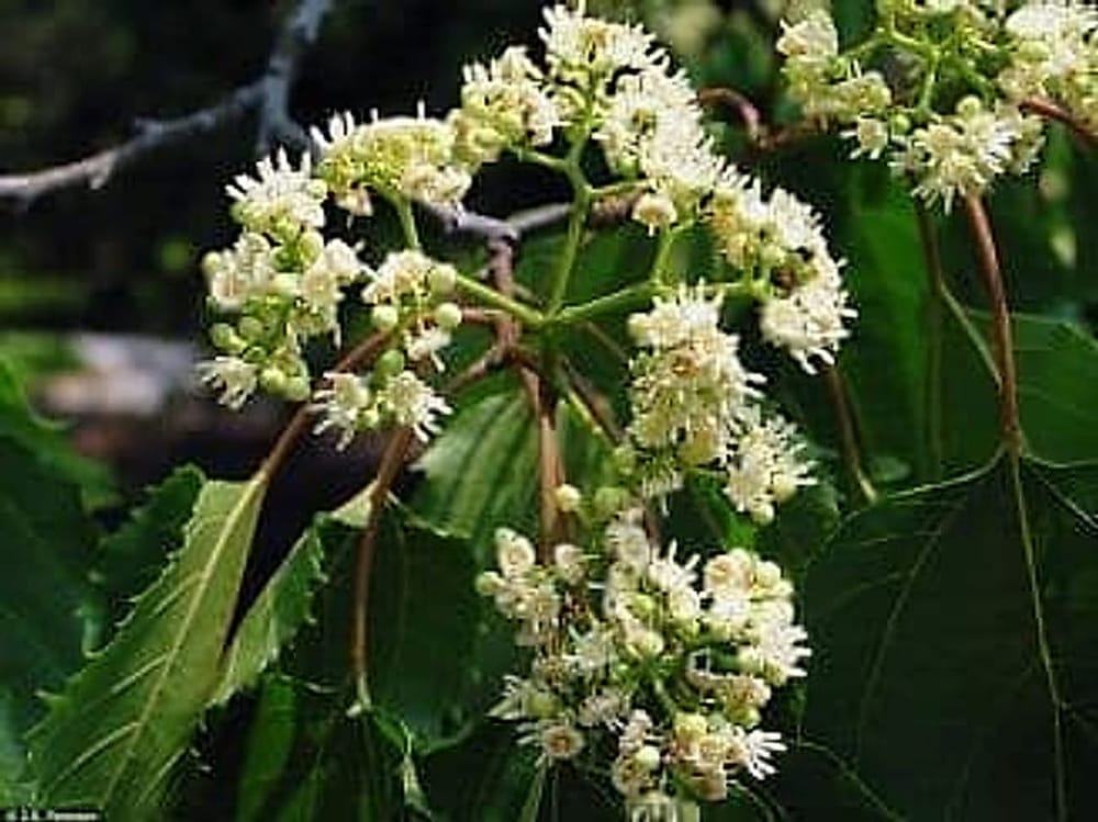 Japon Kuru Üzüm Ağacı - Hovenia Dulcis Japon Kuru Üzüm Ağacı - Hovenia Dulcis