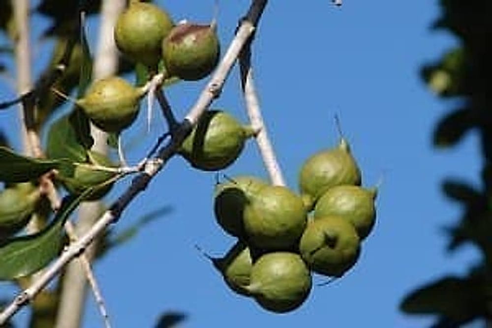 macadamia-agacta