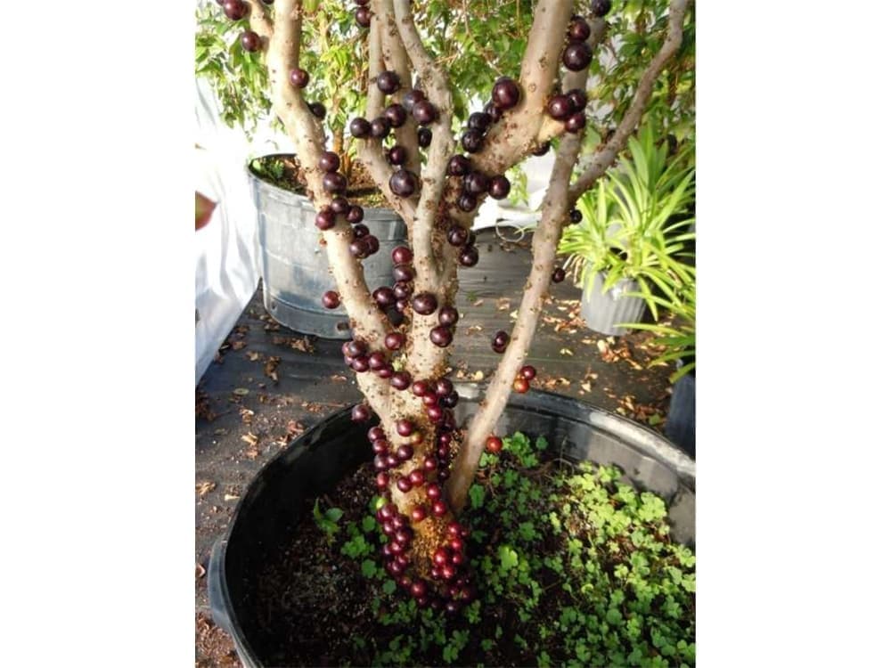 Jaboticaba