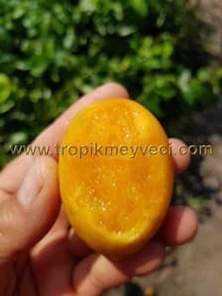 Mango Plum