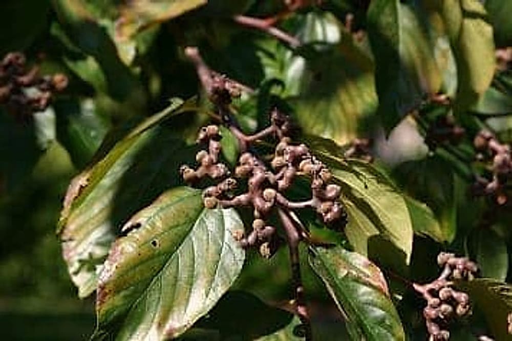 Japon Kuru Üzüm Ağacı - Hovenia Dulcis Japon Kuru Üzüm Ağacı - Hovenia Dulcis