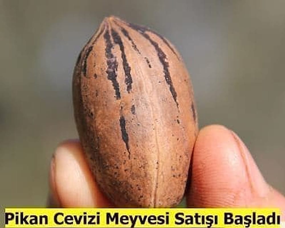 PikanCeviziMeyvesiSatisi