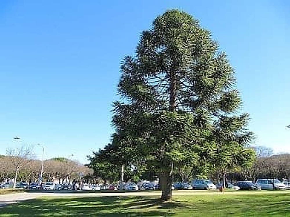 Bunya Çamı - Araucaria bidwillii Bunya Çamı - Araucaria bidwillii