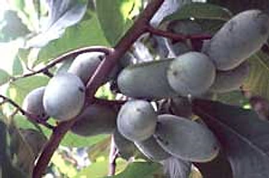 Fruit-heavy-yield
