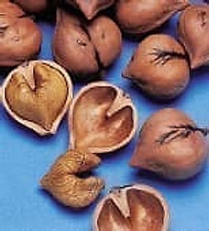 heartnut