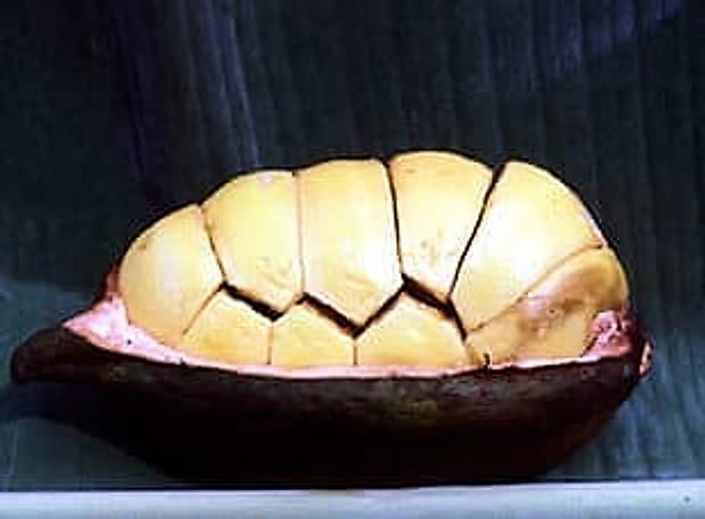 kola nut pod