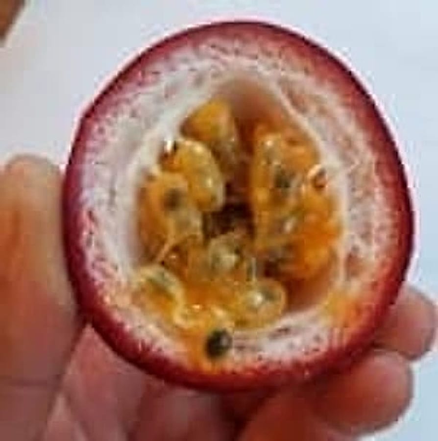 Passiflora