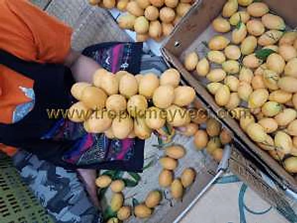 Mango Plum