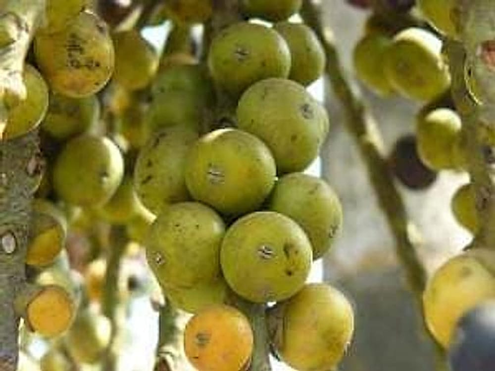 betel nut2
