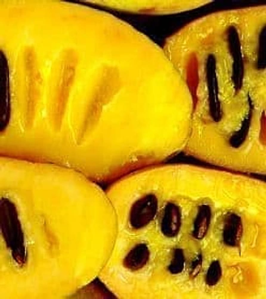 Pawpaw-ici